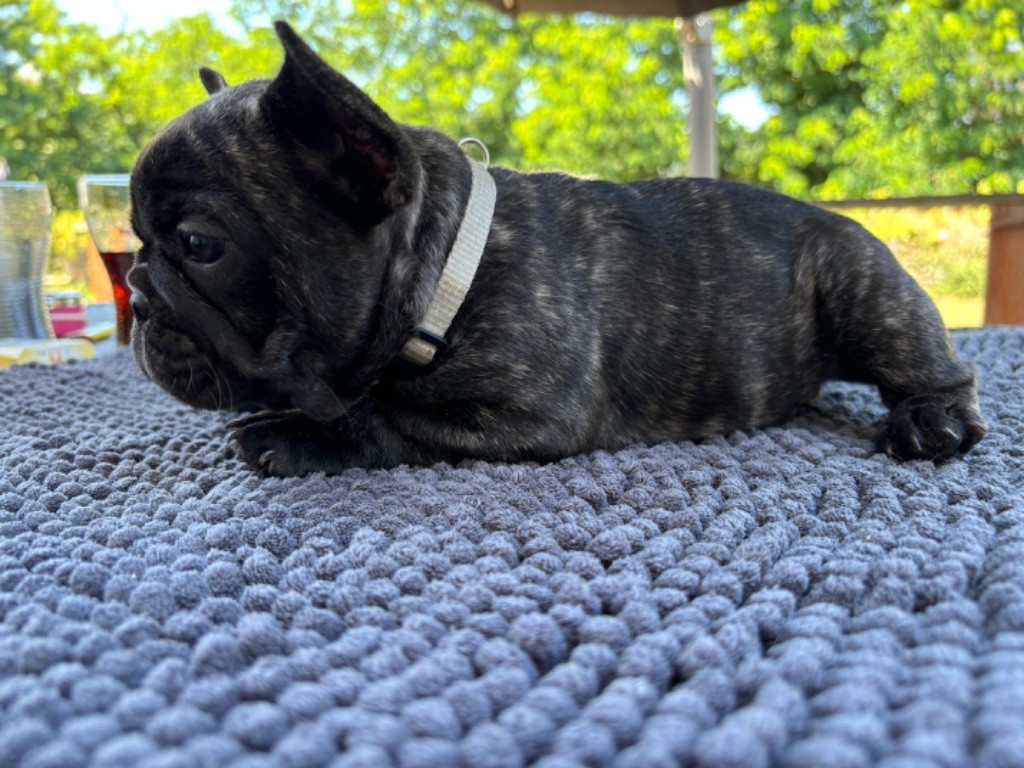 de la Maison d’Oscar et Cie - Chiot disponible  - Bouledogue français