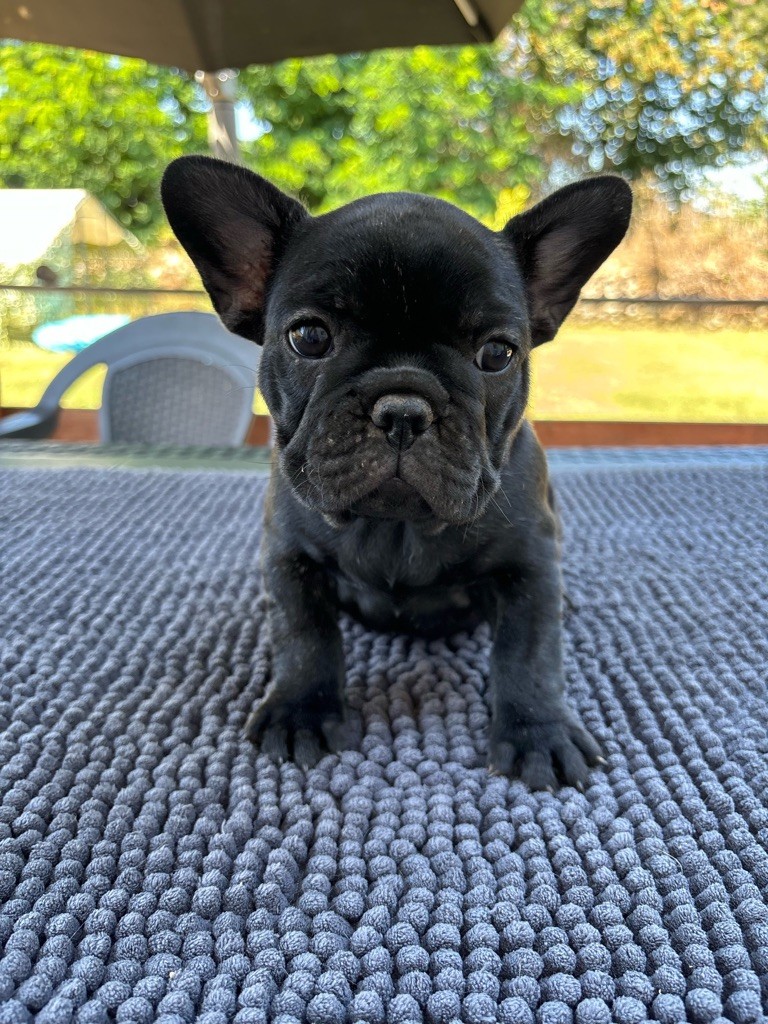 de la Maison d’Oscar et Cie - Chiot disponible  - Bouledogue français