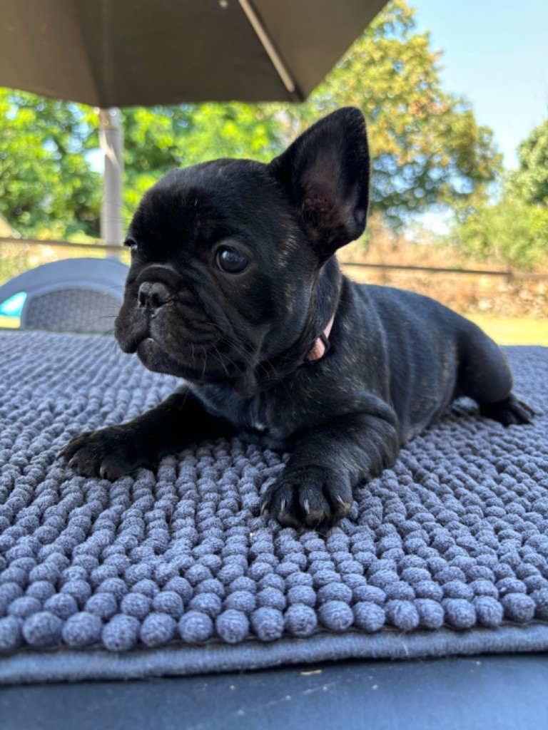 de la Maison d’Oscar et Cie - Chiot disponible  - Bouledogue français