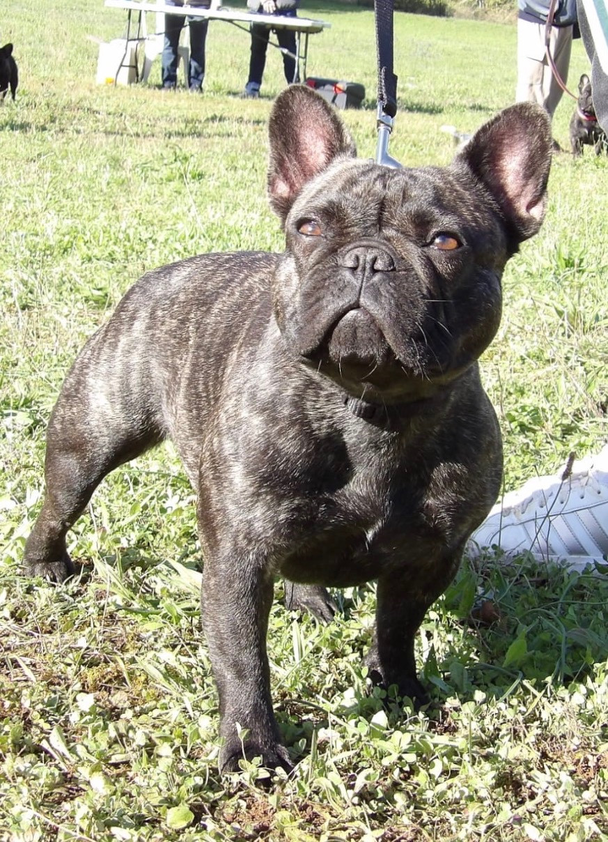 VALIBISS de la Maison d’Oscar et Cie