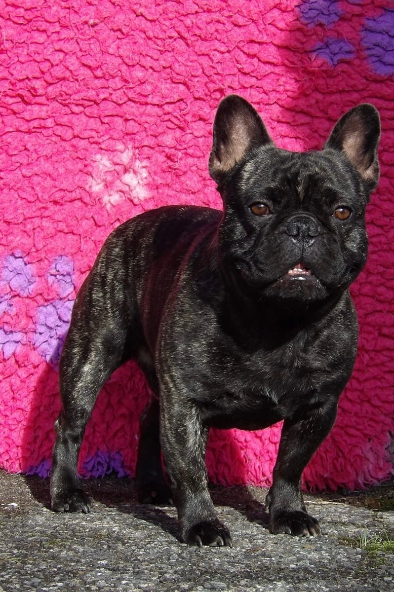 VELCRO de la Maison d’Oscar et Cie